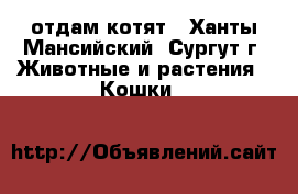 отдам котят - Ханты-Мансийский, Сургут г. Животные и растения » Кошки   